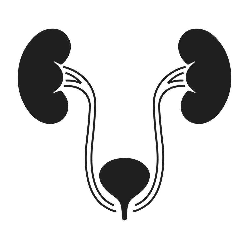 Human Kidneys, Ureters, and Bladder Urinary System Illustration vector