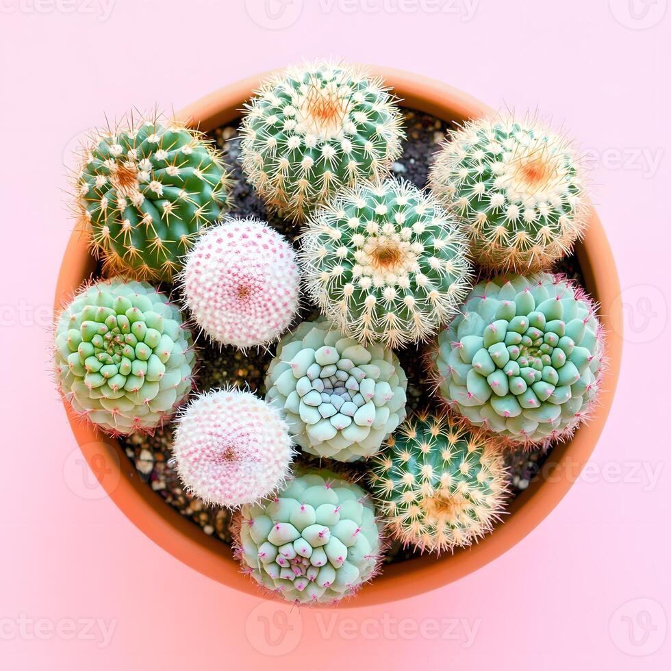 Cactus in pot on pastel pink background. Flat lay, top view, selective focus photo