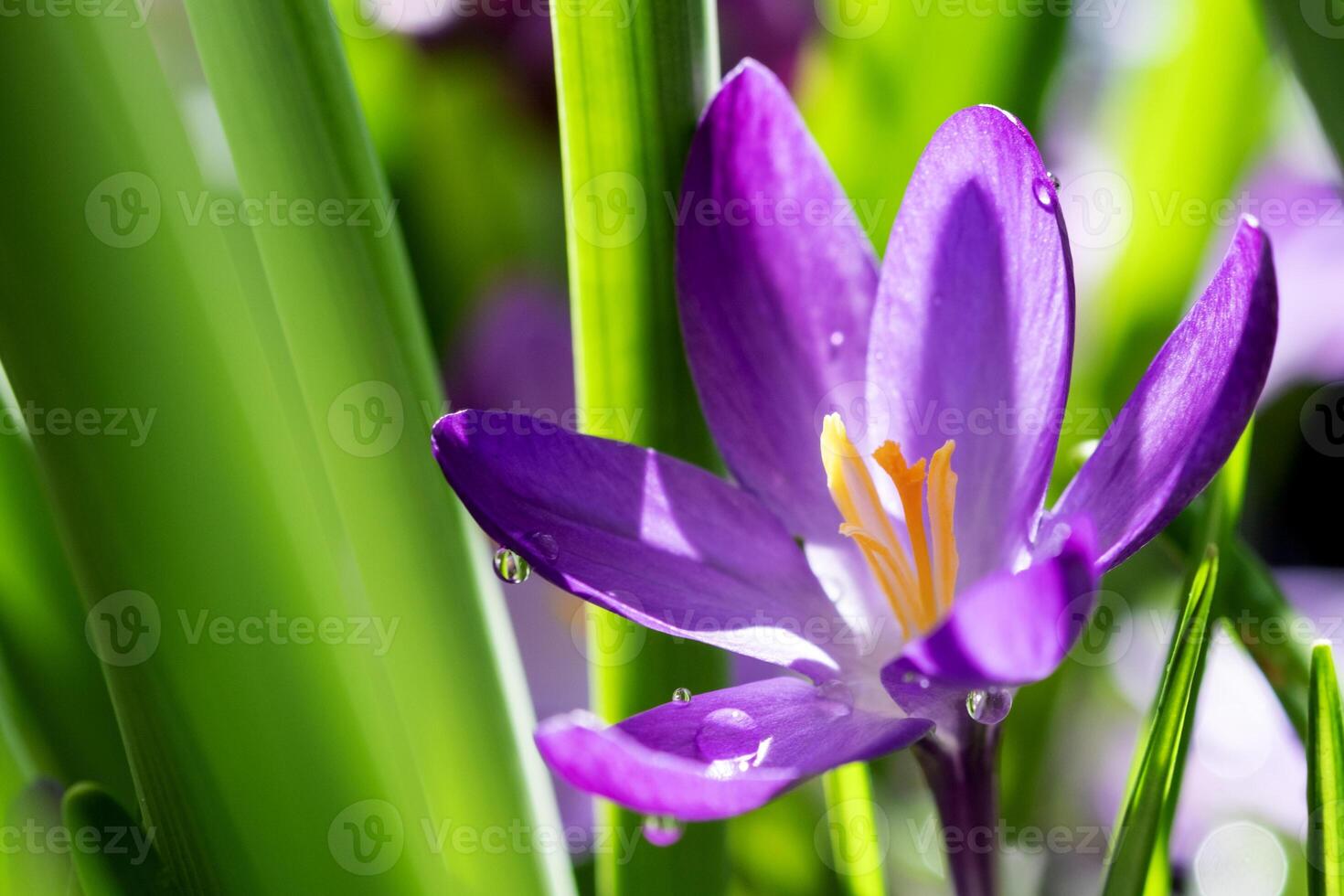 Beautiful purple crocus flower in the garden with dew drops, macro close-up, selective focus. Spring background. photo