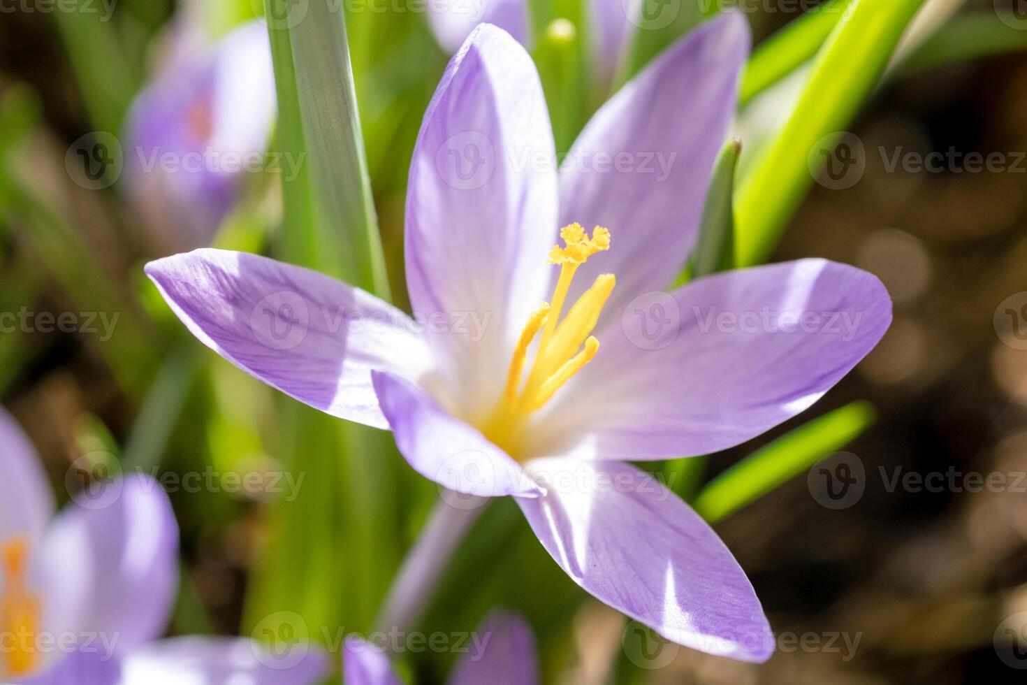 Close up of purple crocus flowers with green leaves on blurred background. Macro close up, selective focus. magenta color photo
