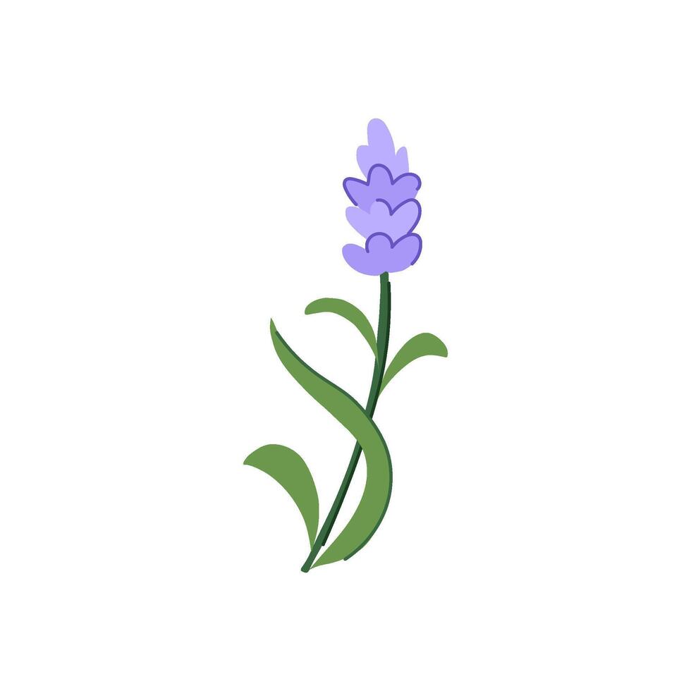 herb lavender cartoon illustration vector