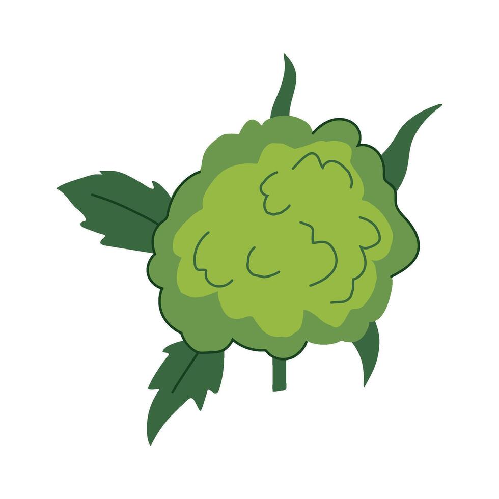 hybrid weed bud cartoon vector