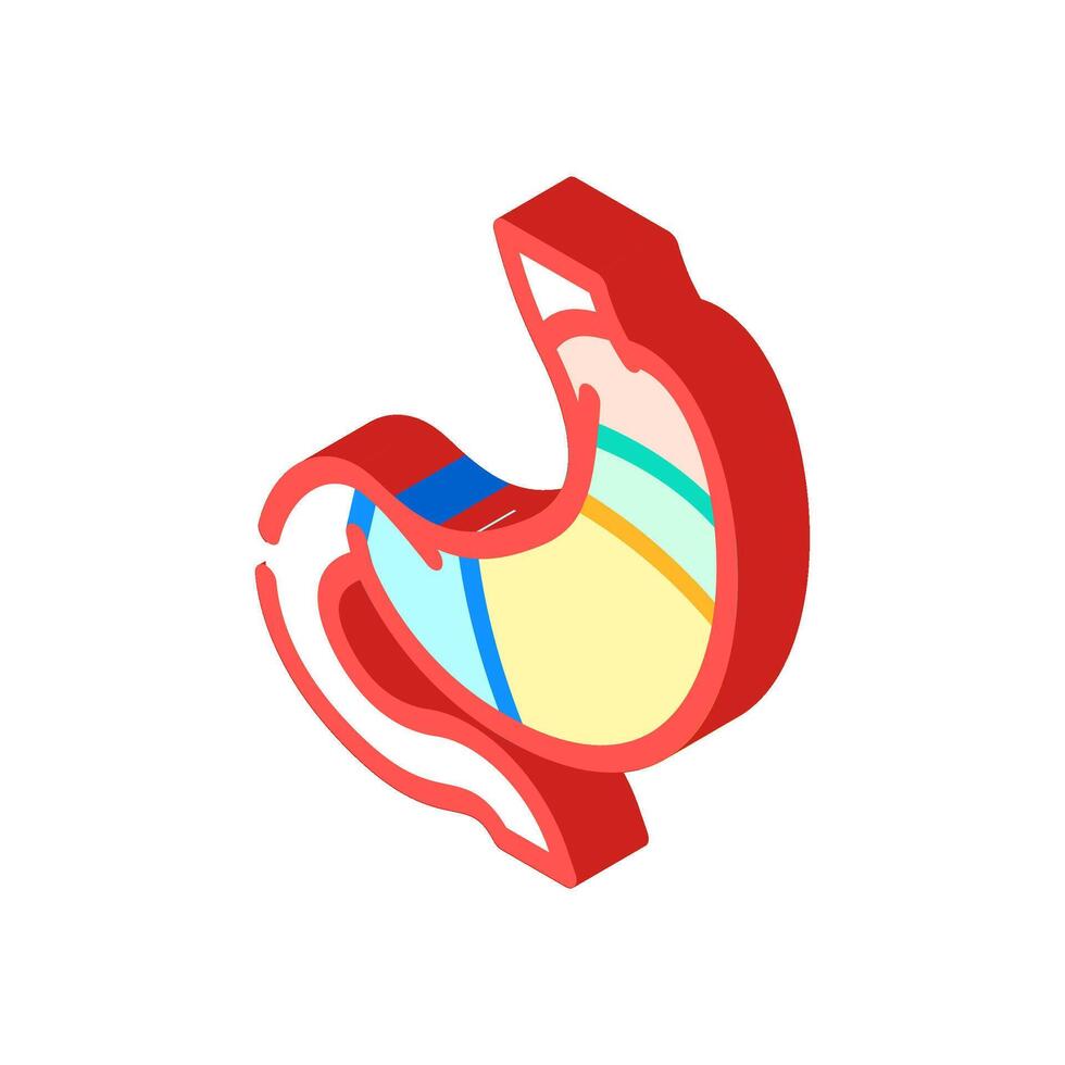 stomach anatomy gastroenterologist isometric icon illustration vector