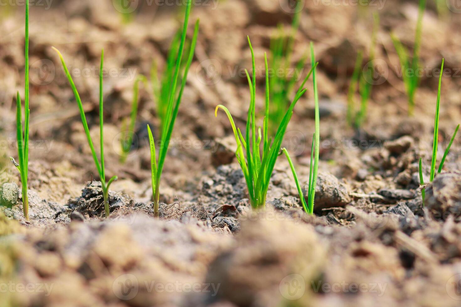 Seedlings of onion in the ground in the early spring. photo