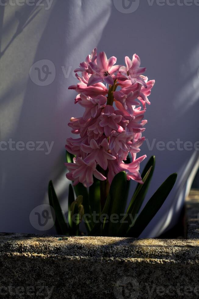 Pink hyacint in bloom photo