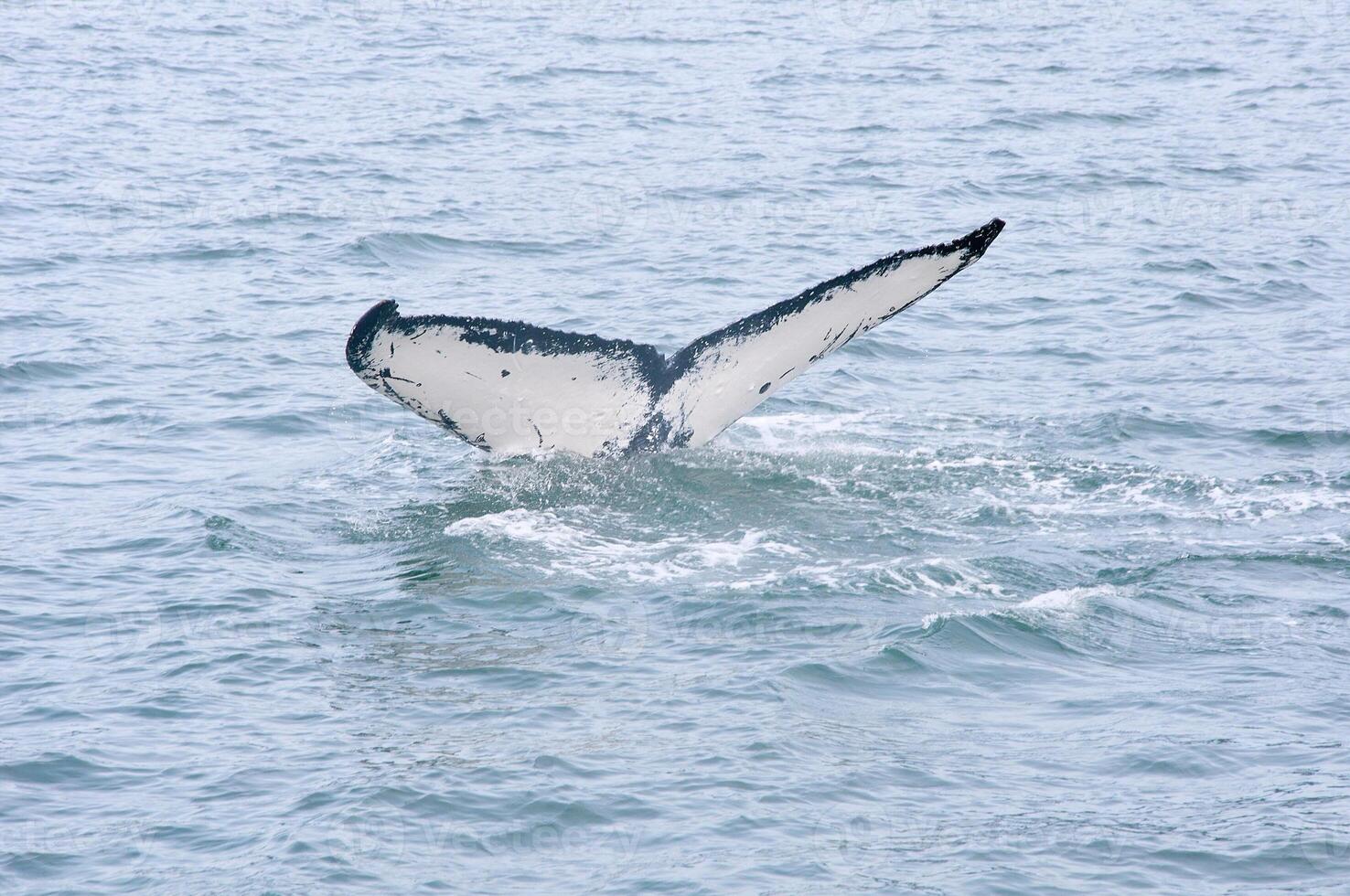 Humpback Whale Tail Fin Emerging Above Ocean Surface photo