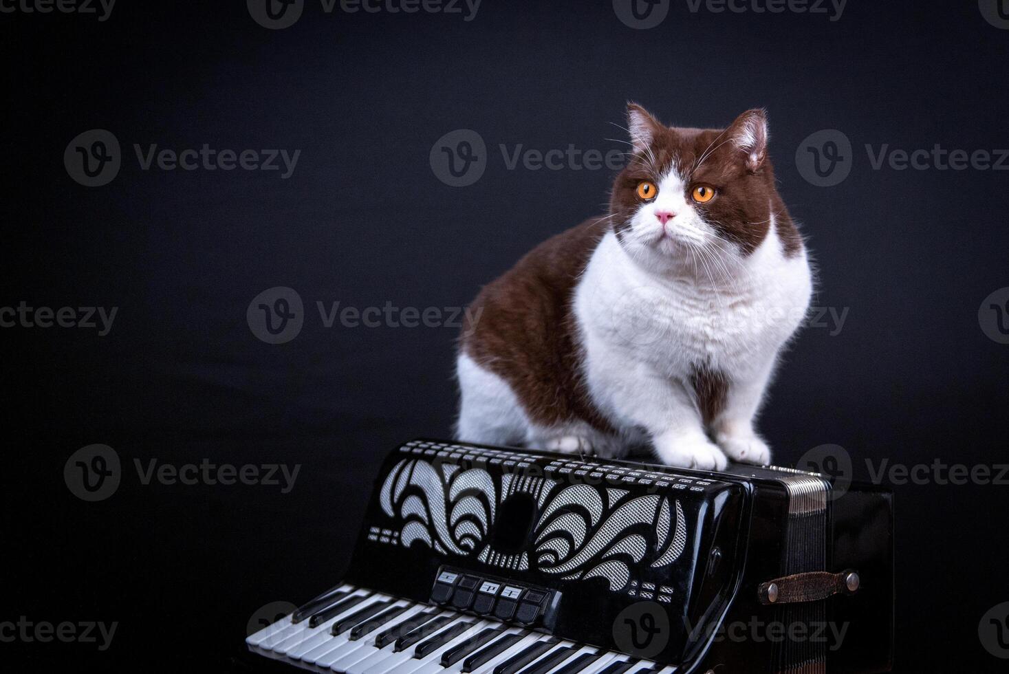 Cute british shorthair cat with yellow eyes is laying down on blue gray chair and looking at camera photo