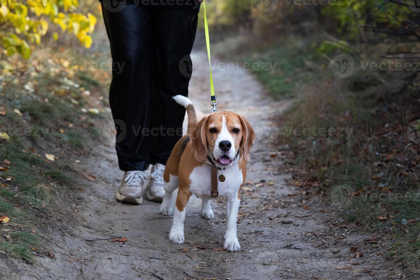 A woman walks with her pet on the street, a beagle dog photo