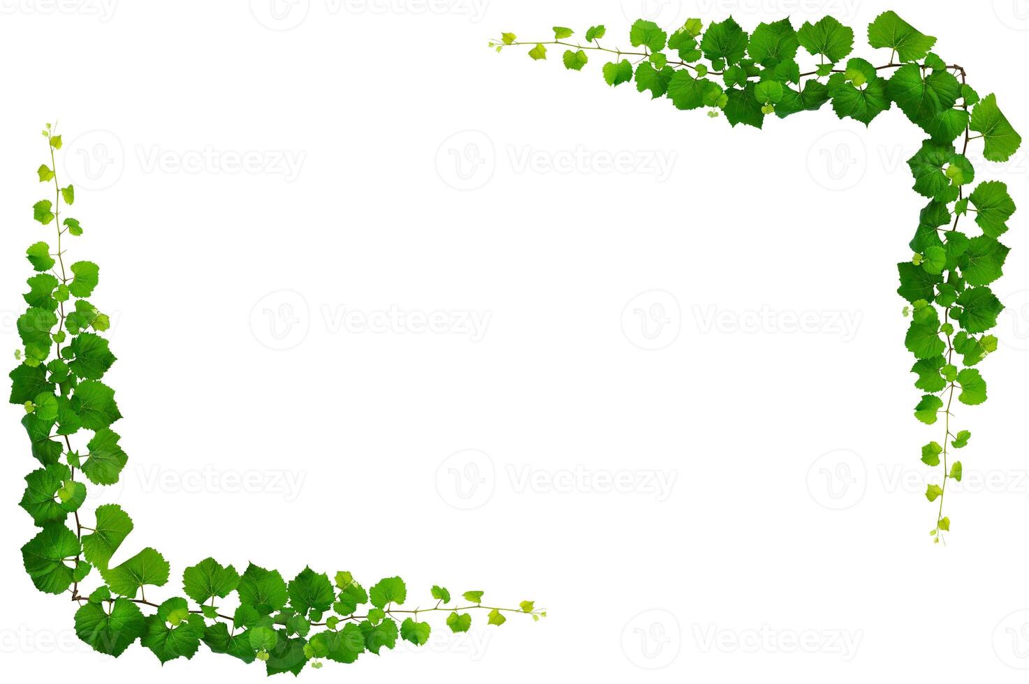 vine frame leaf vine isolates on a white background. Square photo