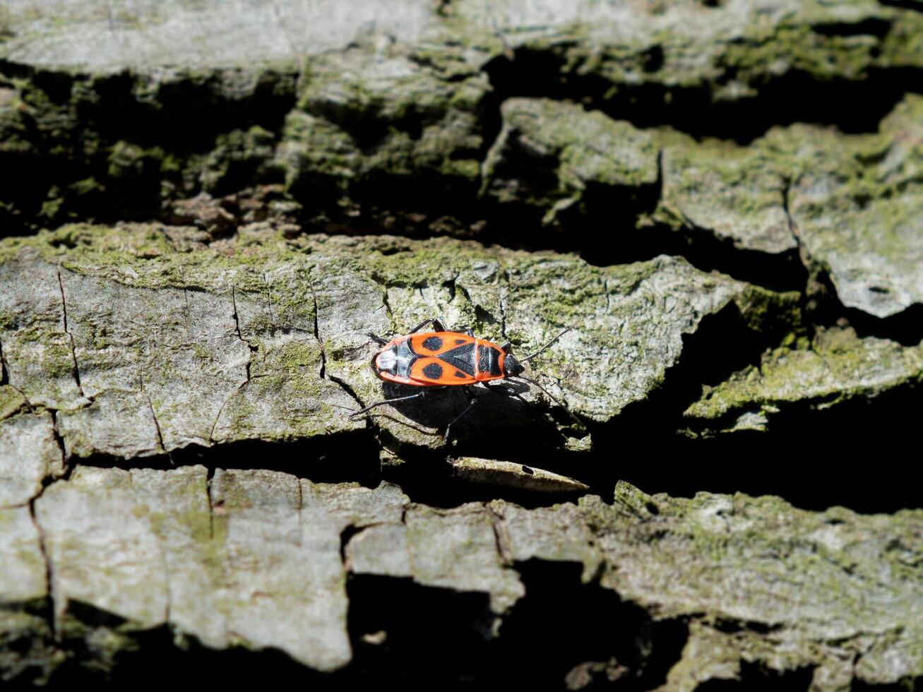 A vibrant firebug crawls over textured bark, illuminated by sunlight, showcasing its striking colors. photo