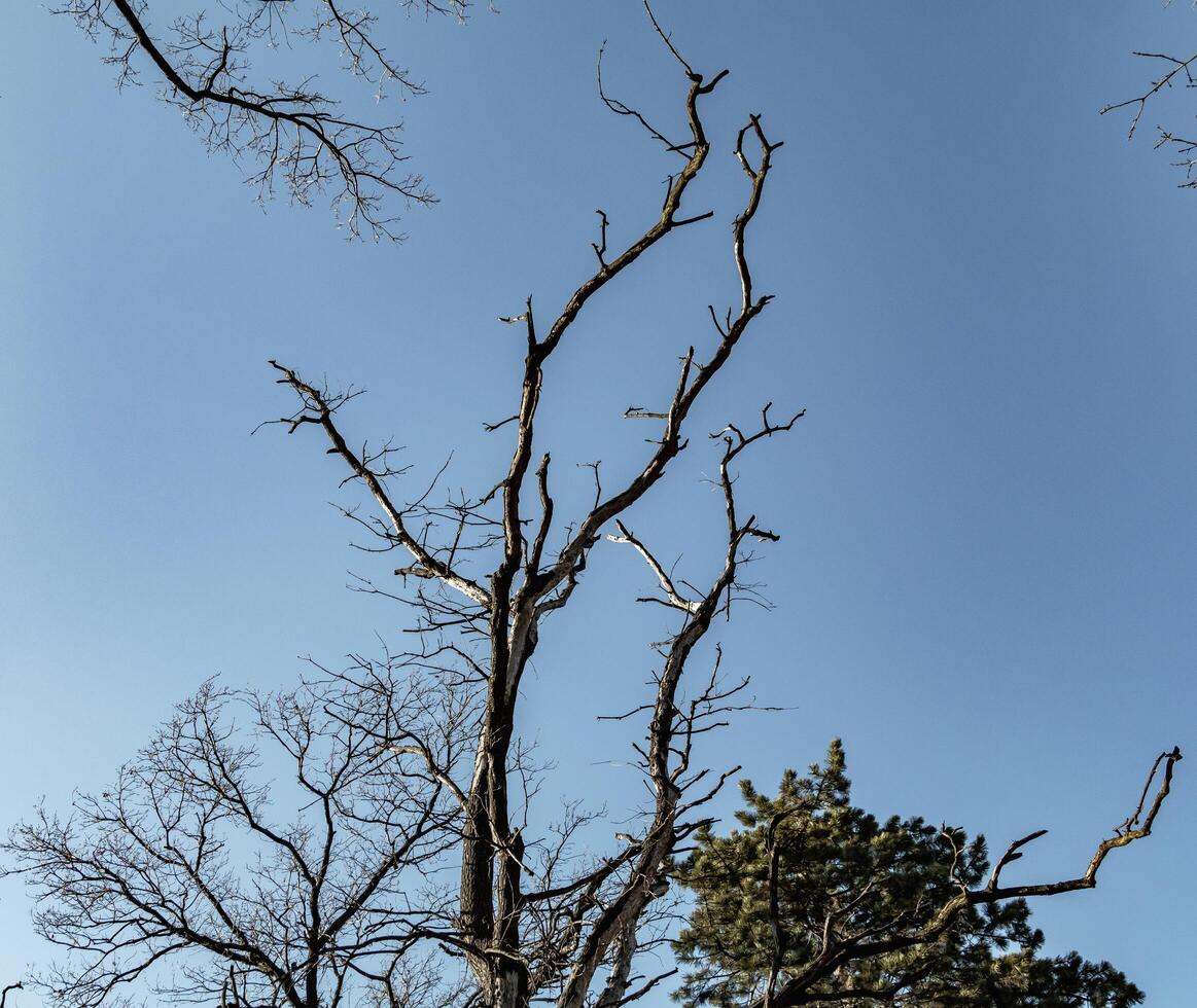 Stark, leafless branches stretch against a crisp blue sky, evoking a sense of solitude, resilience, and the passage of time in nature. photo