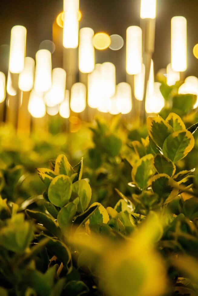 A close-up of vibrant green and yellow leaves set against a backdrop of glowing, softly blurred lights. The warm ambiance and dreamy bokeh effect create a magical nighttime scene. photo