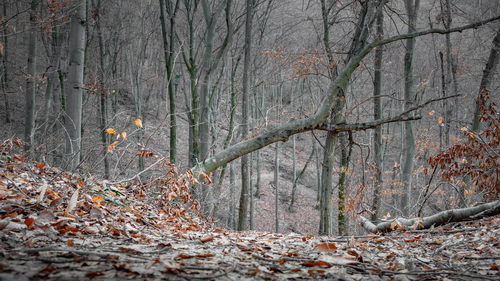 A tranquil forest scene in late autumn, with a carpet of fallen leaves, bare trees, and a leaning branch creating a natural archway. The muted tones evoke a calm, introspective mood. photo