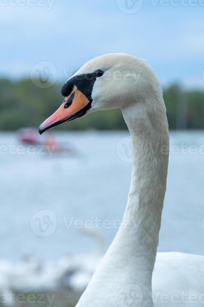 Elegant Close Up of a Swan by the Water Edge photo