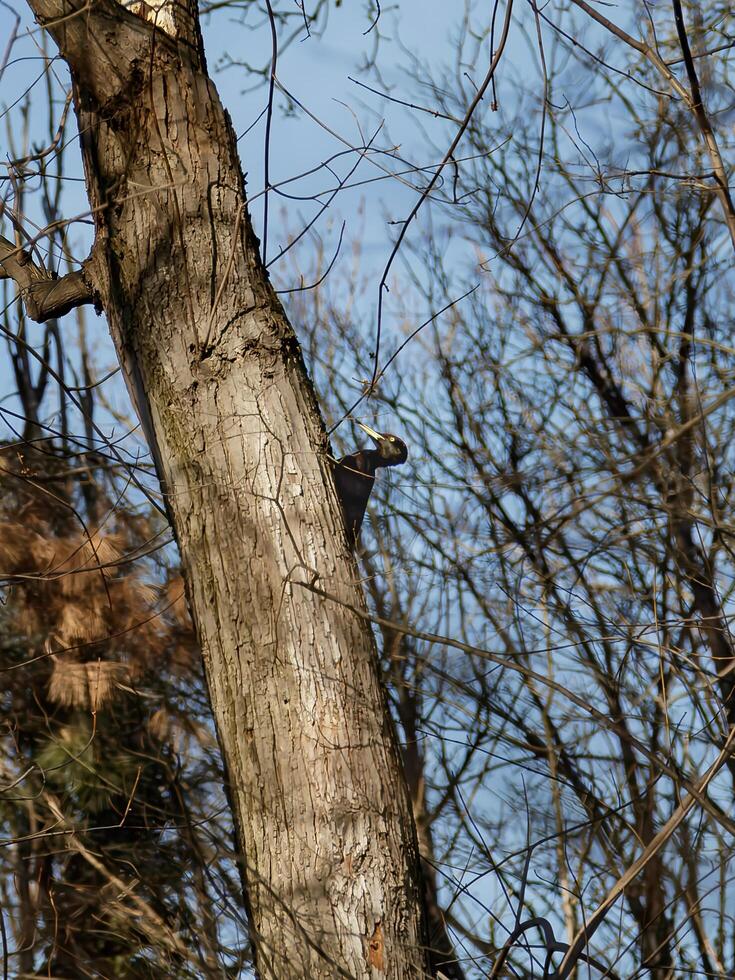 A woodpecker emerges from behind a tree trunk in a leafless winter forest, surrounded by intricate branches and clear blue sky. photo