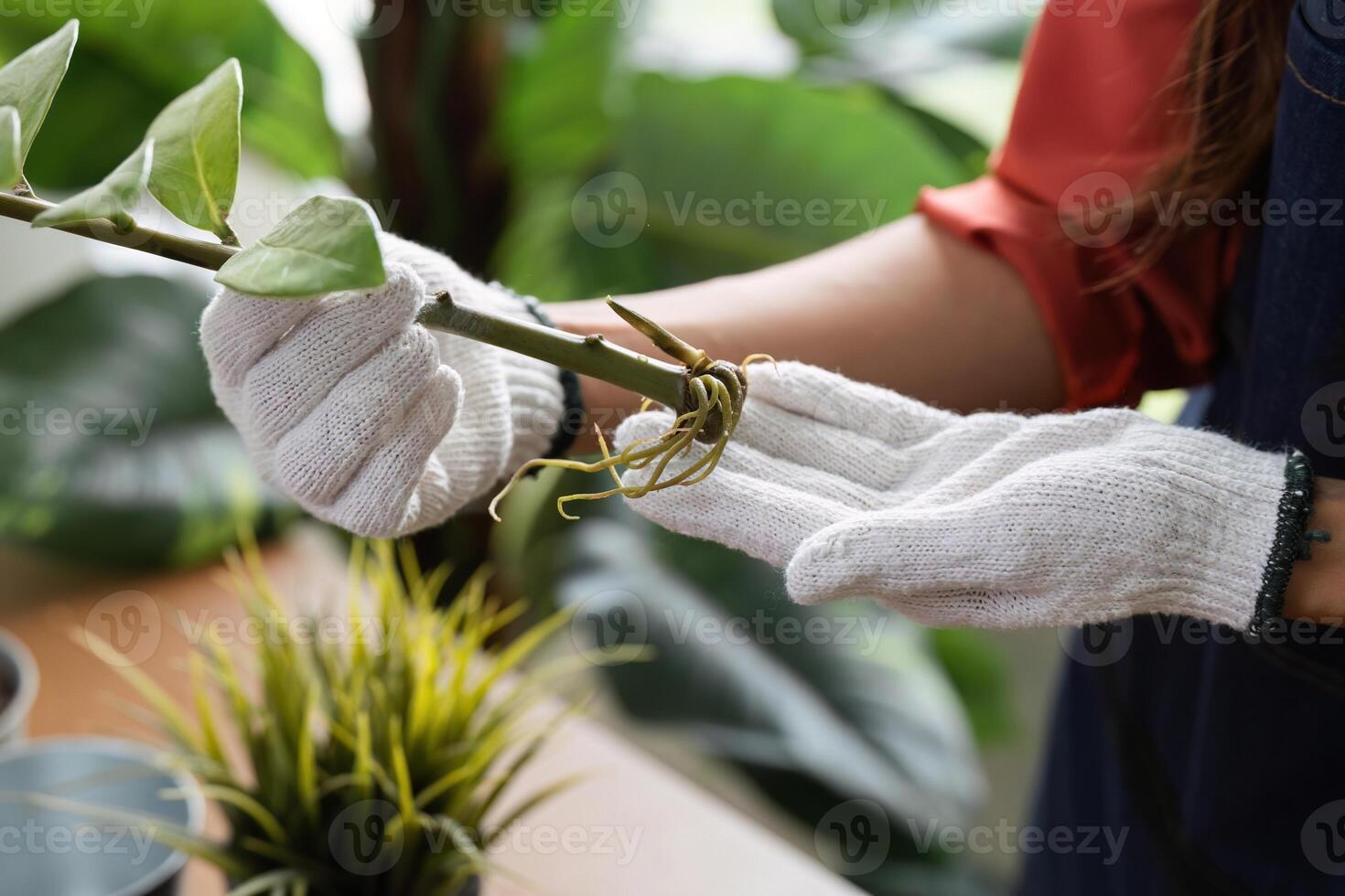 Handling Plants with Care and Attention. Examining a plant for signs of health. photo