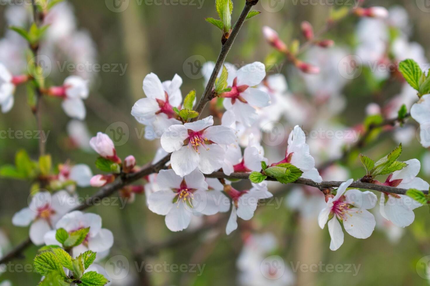 Lots of little white cherry blossoms. Feelings of spring, innocence and a new beginning. photo