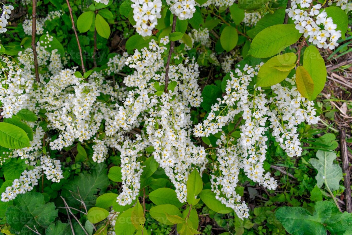Lots of little white bird cherry flowers. Feeling of spring, innocence and new beginnings. photo