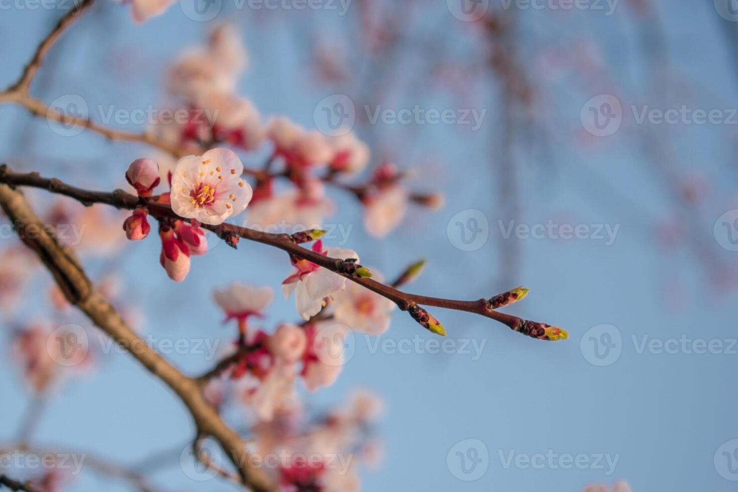 Branches of apricot tree with blossoms photo