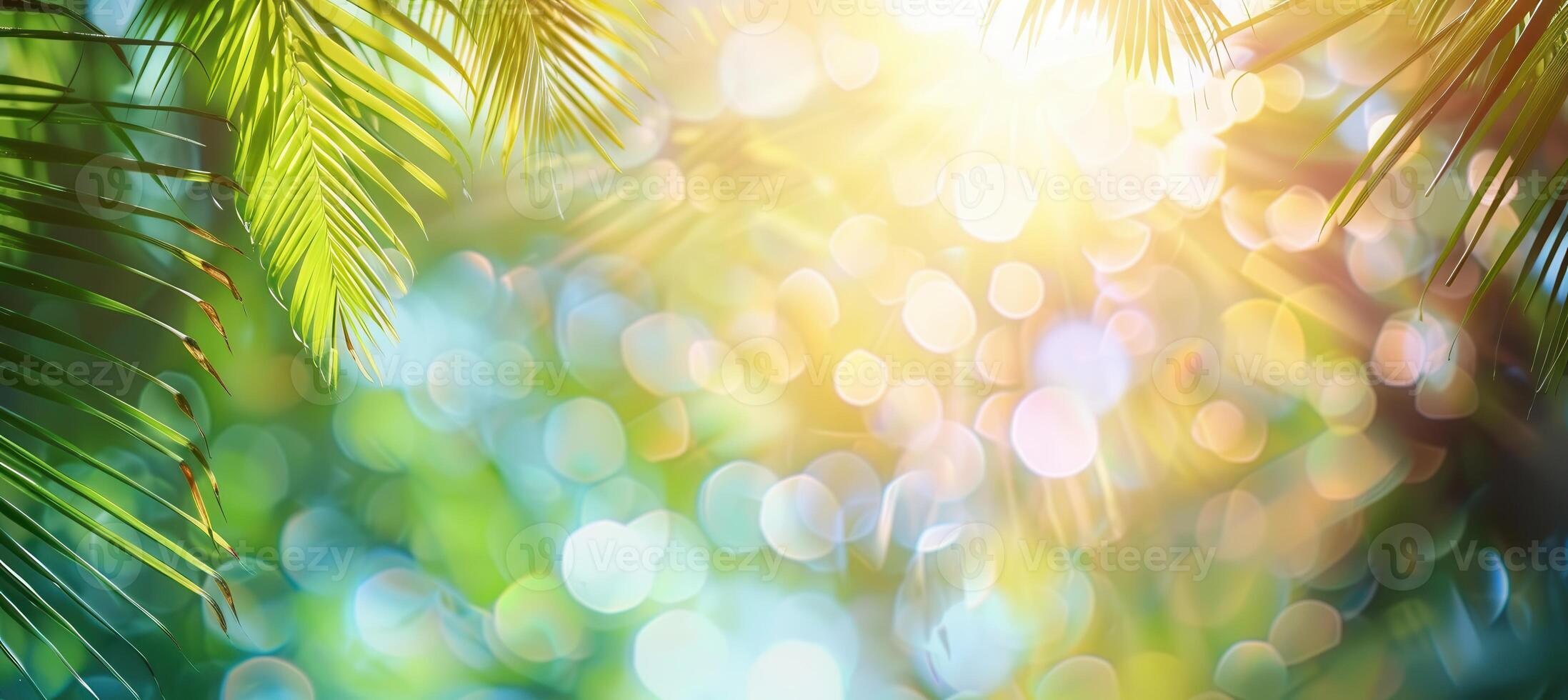 Soft Focus Tropical Border with Sunlit Palm Leaves for Summer Design Projects photo