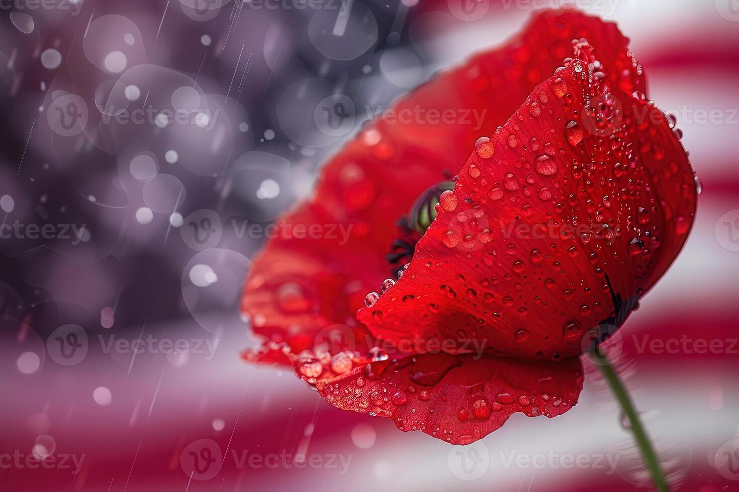 Macro Shot of Vibrant Red Poppy with Water Droplets Against a Soft American Flag Background photo