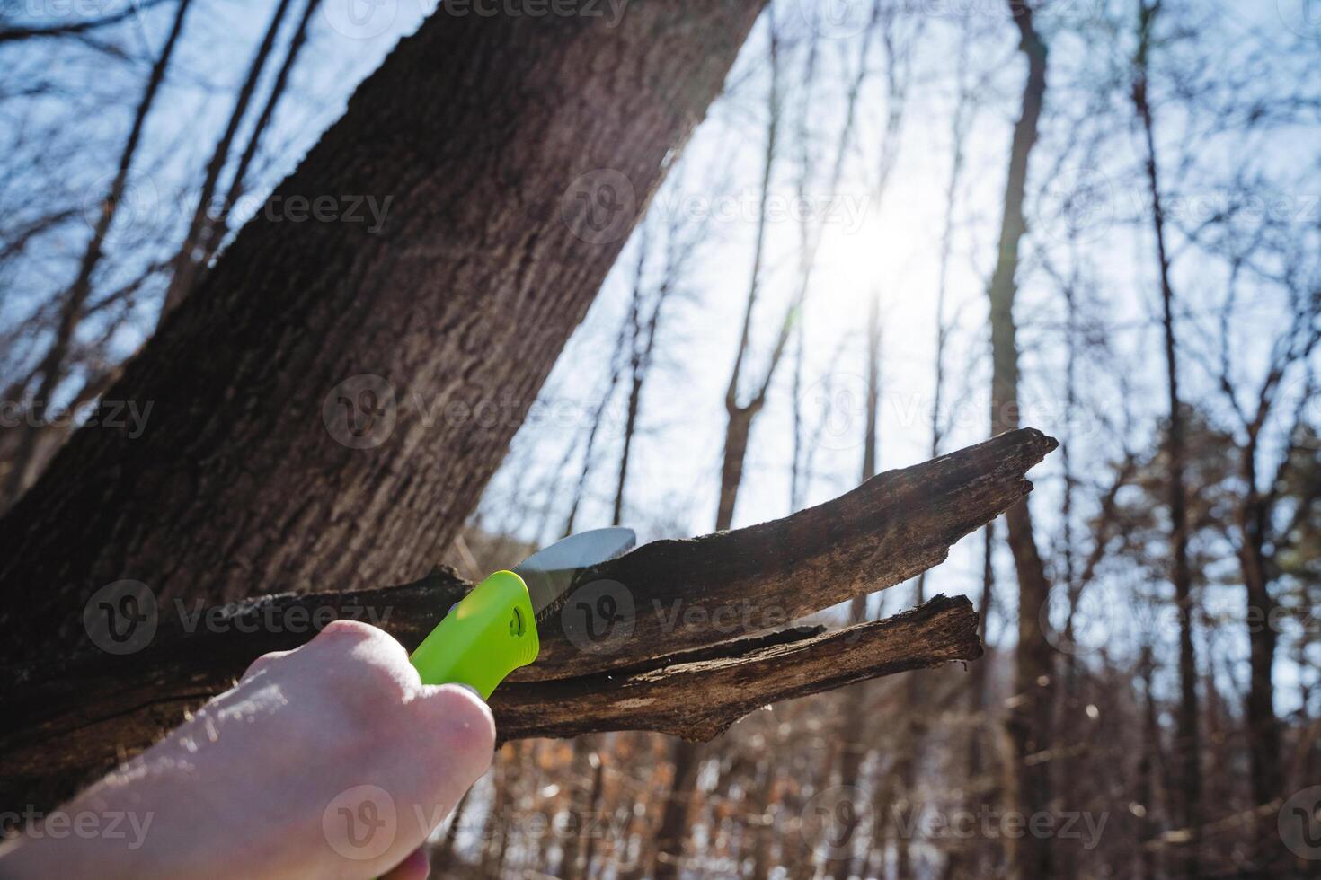 A closeup view captures a hand skillfully using a vibrant green knife to carefully trim and shape the branches of a tree in a beautifully sunlit forest setting photo