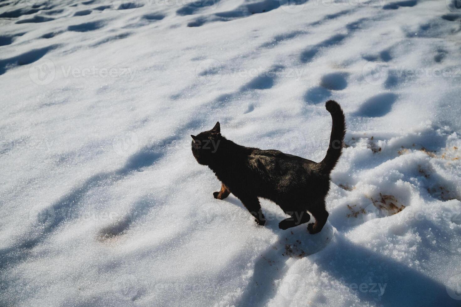 A sleek, black cat is gracefully walking through the pristine, white snow, its fluffy fur standing out against the cold winter landscape, with whiskers quivering in the chilly air photo