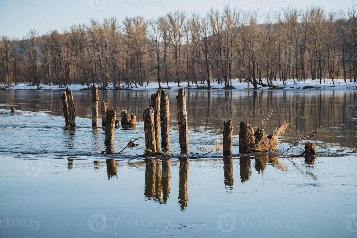 Imagine a serene lake that is beautifully framed by tall, lush trees in the background, while a handful of logs float gently on the calm surface of the water, enhancing the tranquil scene photo