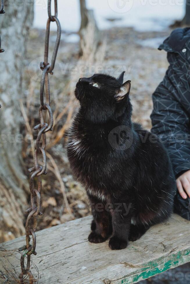 A beautiful black cat with elegant fur relaxes on a warm wooden bench, enjoying a serene moment in the golden sunlight alongside a person who appreciates its charming presence photo