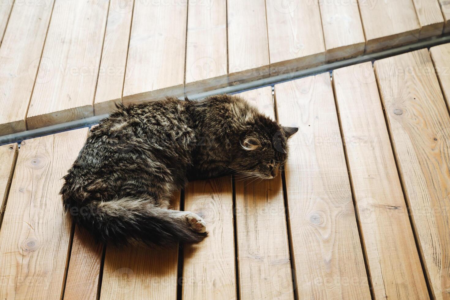 A cat is comfortably laying down on a wooden floor, enjoying its surroundings and perhaps keeping a watchful eye on everything around it, basking in the warm ambiance of the room photo
