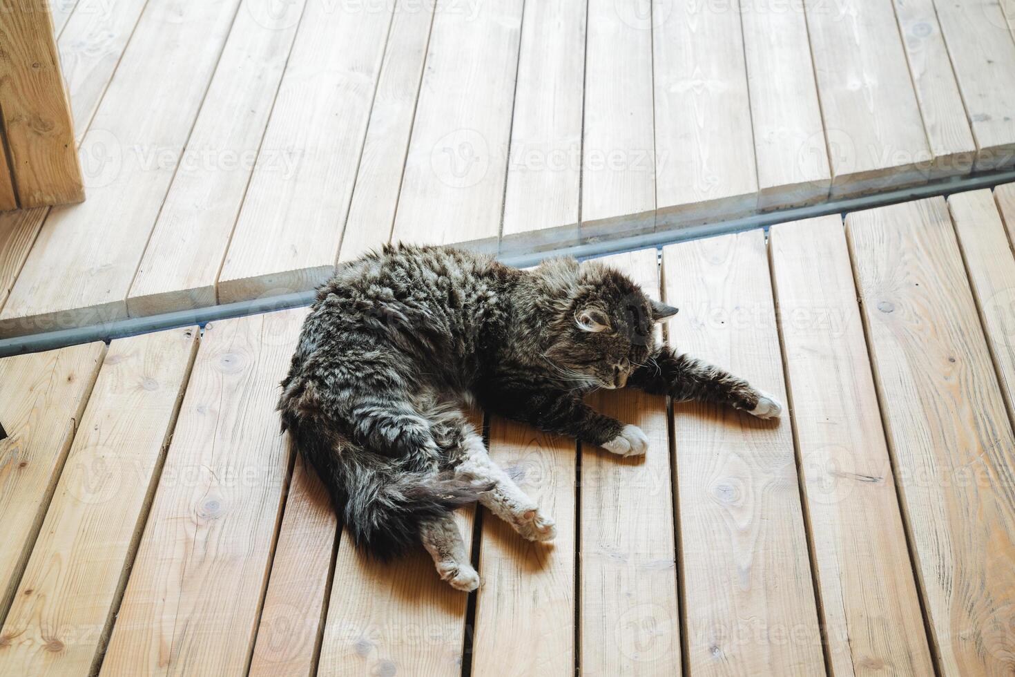 A domestic cat is currently laying comfortably on a warm wooden floor, enjoying its leisure time in a cozy environment. This scene reflects a beautiful moment of relaxation photo