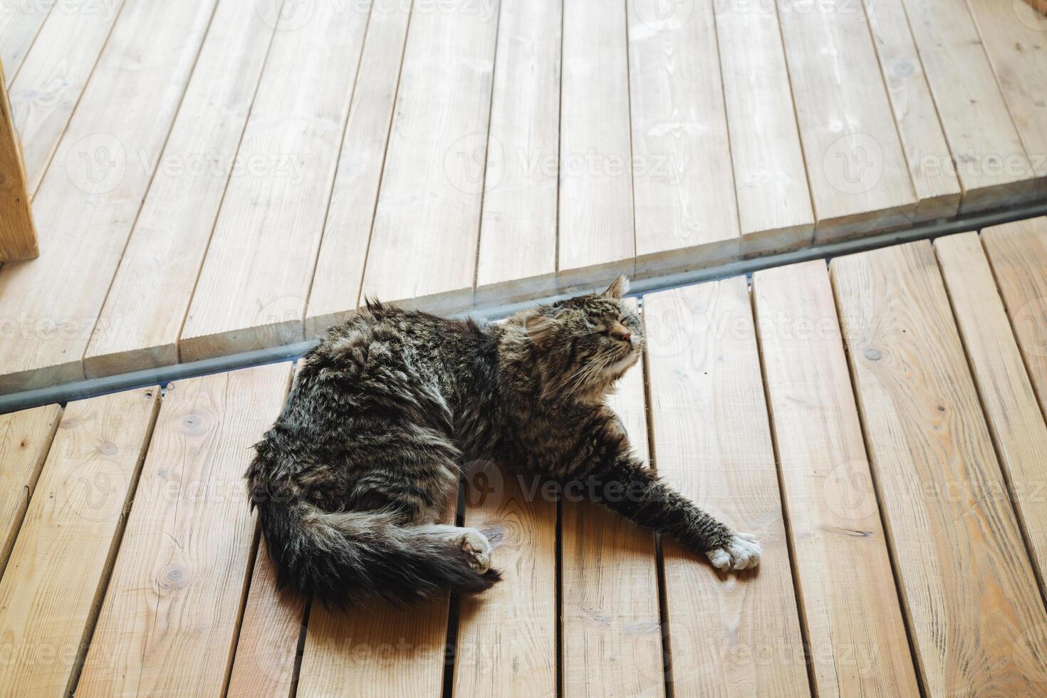 A cat is comfortably laying on a smooth wooden floor, soaking in the warmth of the sun while enjoying its serene surroundings and the beauty of the hardwood beneath its paws photo