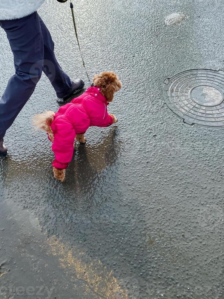 A person is leisurely walking a small dog on a leash while being accompanied by gentle raindrops falling from the sky, making for a delightful experience despite the weather conditions photo