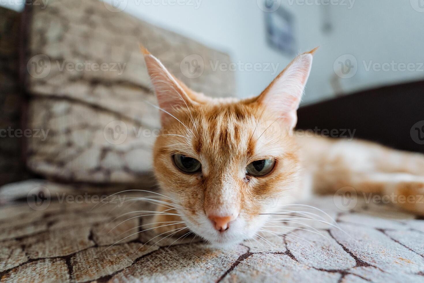An absolutely adorable orange cat is comfortably and peacefully laying on a cozy couch, while it curiously gazes directly at the camera, creating a charming and delightful photo opportunity