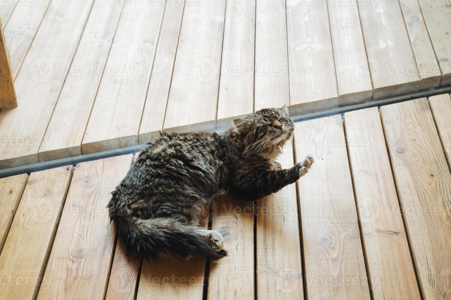 A fluffy and cuddly cat is comfortably laying on a smooth wooden floor, thoroughly enjoying the warmth and coziness of the sunlit spot it has chosen for its peaceful, relaxing nap photo