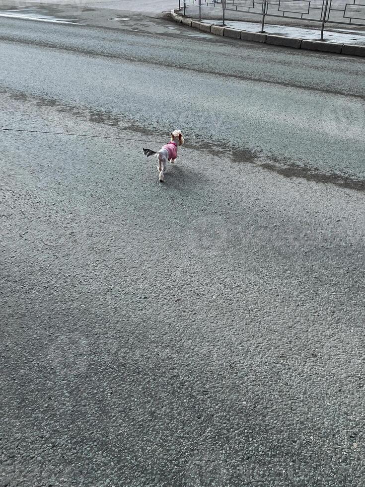 A delightful and absolutely adorable small dog is joyfully walking all by itself down a calm and quiet road, relishing the fresh air and the serene, peaceful surroundings photo