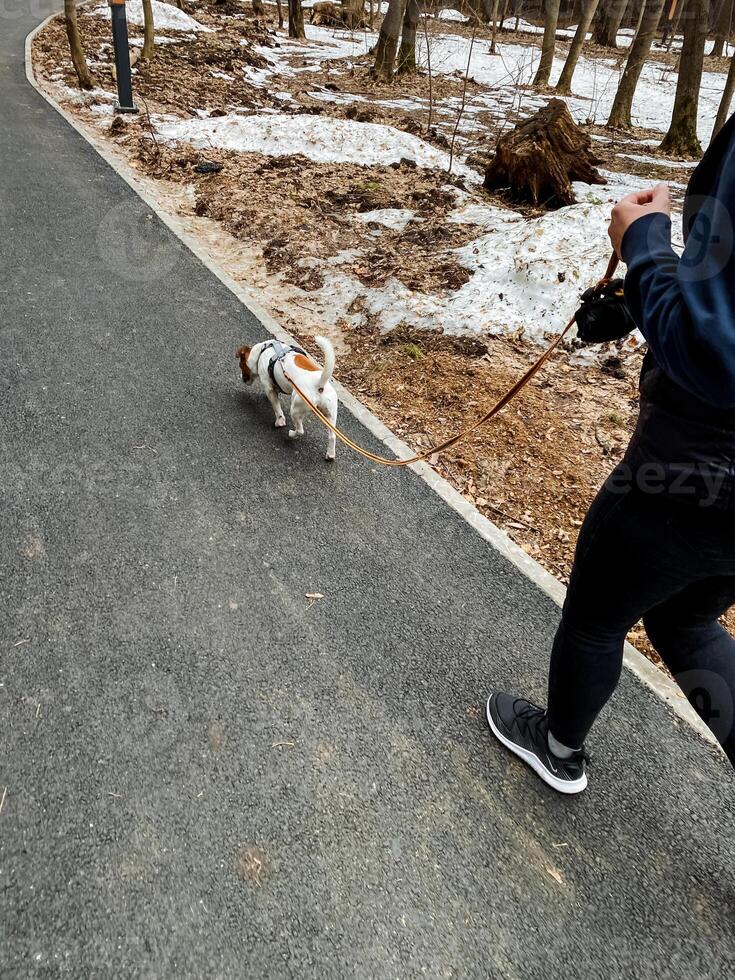 An individual taking a leisurely stroll with their dog along a beautiful and tranquil scenic path that winds through the lush green woods, surrounded by natures splendor photo