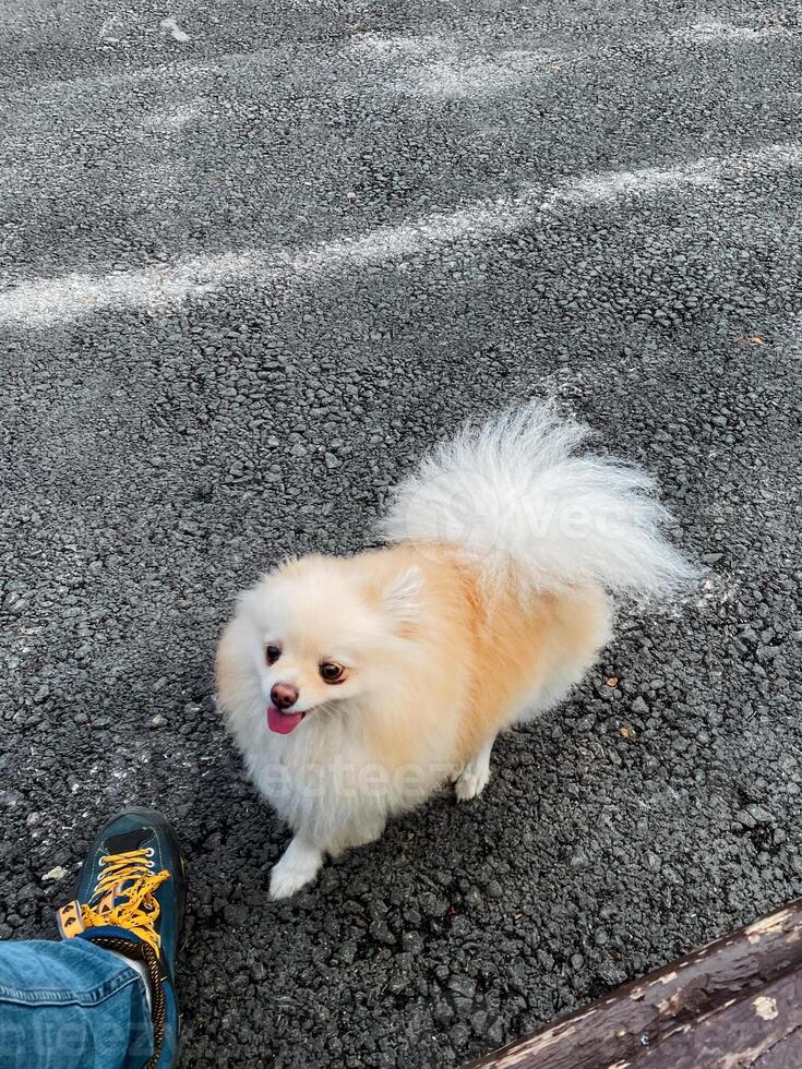 A playful and energetic Pomeranian with a fluffy, soft coat enjoys a delightful and happy walk while exploring the beauty of nature, spreading joy to everyone around them photo