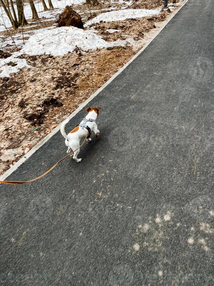 Two joyful and happy dogs are walking side by side on a beautiful and scenic path in nature during the winter season, surrounded by picturesque landscapes and wildlife photo