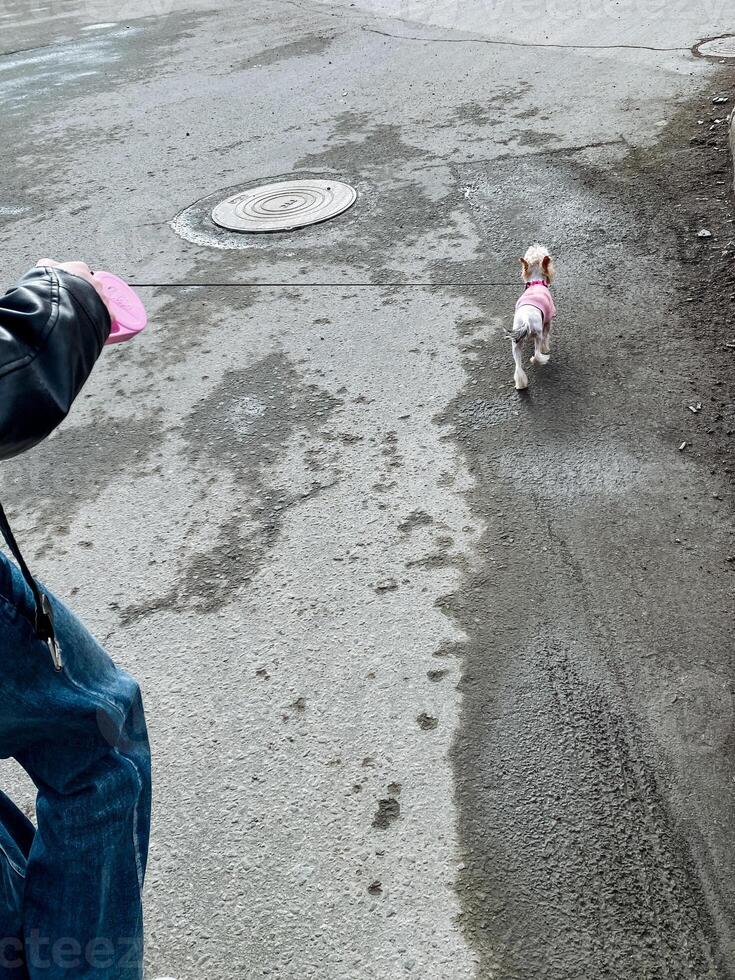 A small dog is enjoying a leisurely stroll in an urban environment alongside a person dressed in casual jeans. They share a joyful moment amidst the vibrant city scenery photo