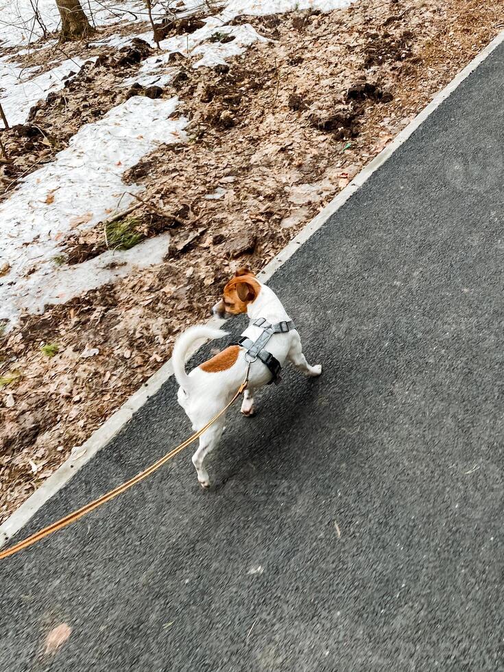 A playful dog enthusiastically exploring a scenic nature path while on a leash, enjoying the fresh air and vibrant surroundings during this delightful outdoor adventure photo