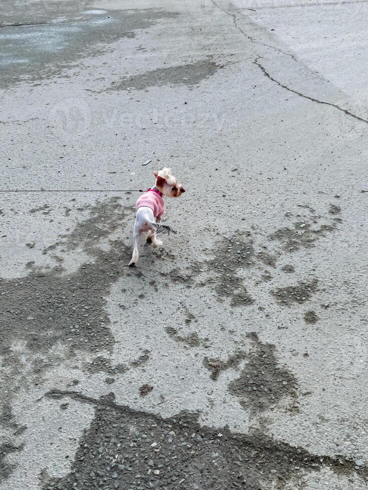 A small, playful dog wearing a cute pink outfit is happily walking on an old, weathered asphalt surface, embodying joy and adventure in its delightful exploration of the outdoors photo