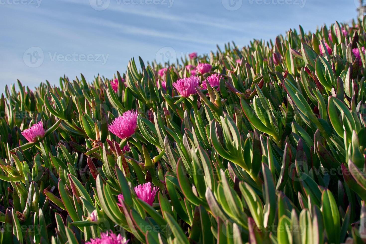Cat's claw flower in its natural habitat, a close-up highlighting its unique features. photo