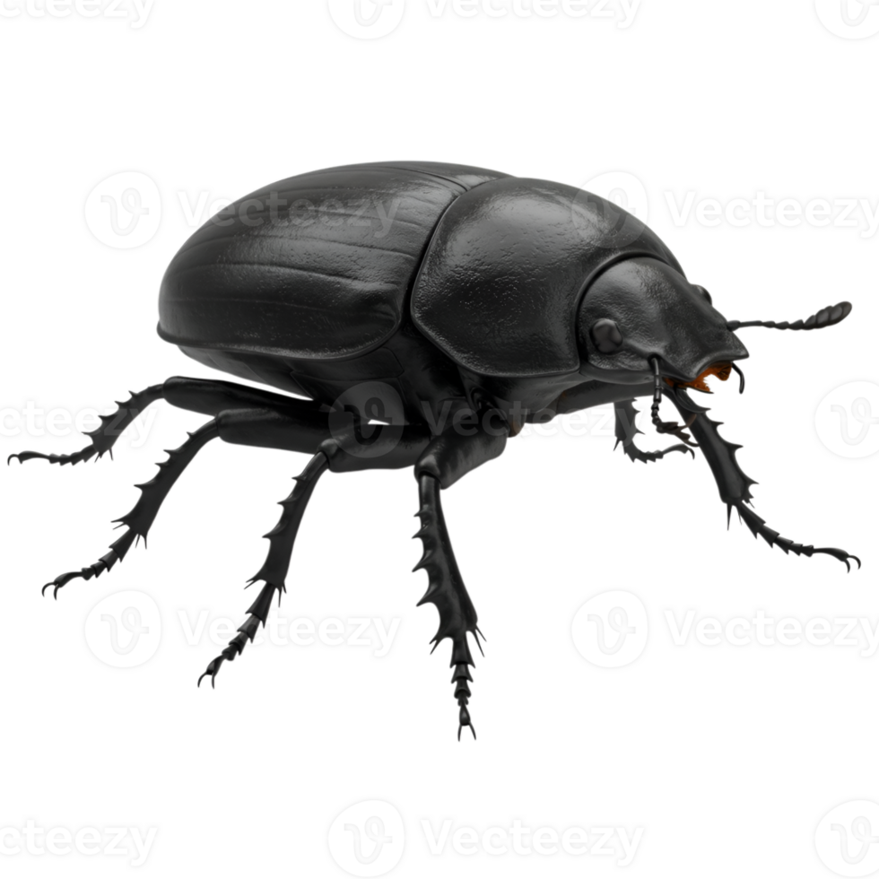 Detailed digital rendering of a dung beetle against a transparent backdrop png