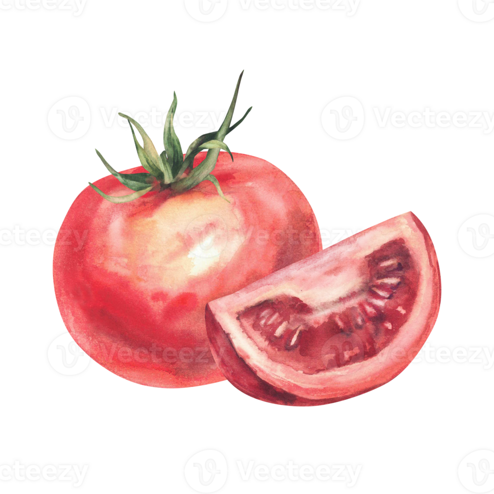 Red tomatoes watercolor clipart. Whole and quartered cut ripe vegetables with green stalks. Hand drawn realistic style illustration. Clipart for food packaging, kitchen, botanical designs. Isolated png