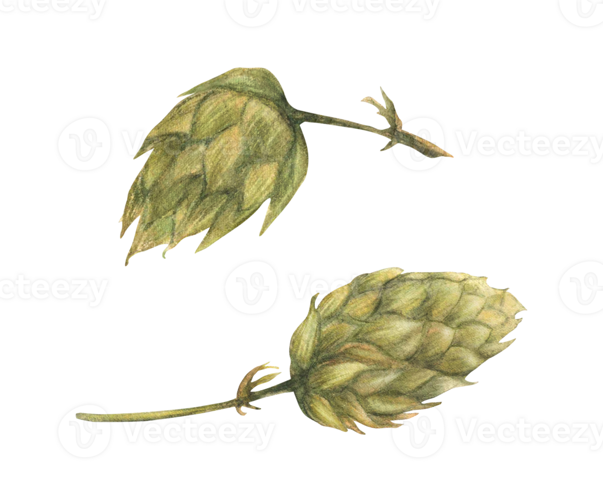 Green hops or Humulus lupulus cones set. Brewing plant harvest crop. Hand drawn watercolor illustration for beer label. Realistic natural brewing ingredient. Botanical clipart isolated from background png