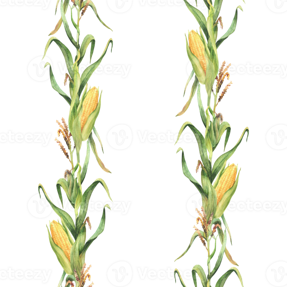 Corn plant seamless pattern. Golden maize plant stalk with corncob flowers and green leaves, husks Watercolor Realistic hand drawn illustration isolated from background for wallpaper, fabric, wrapping png