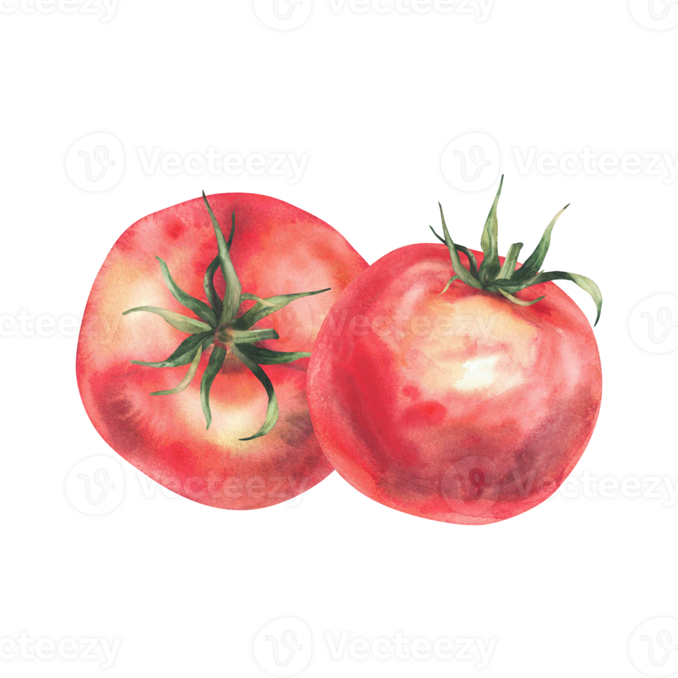 Red tomatoes vegetables watercolor illustration isolated on white. Whole ripe fruit with green stalk. Hand drawn sketch in realistic style. Healthy natural clipart. Farm plats for vegetarians product png