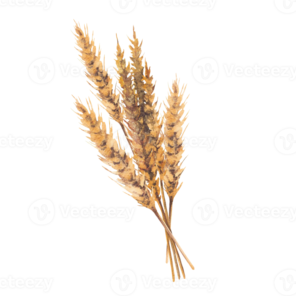 Watercolor malt spike bouquet. Barley stalks golden grain ears. Hand drawn illustration for beer production label, brewery menu, sticker, card design. Botanical realistic stile isolated clipart png