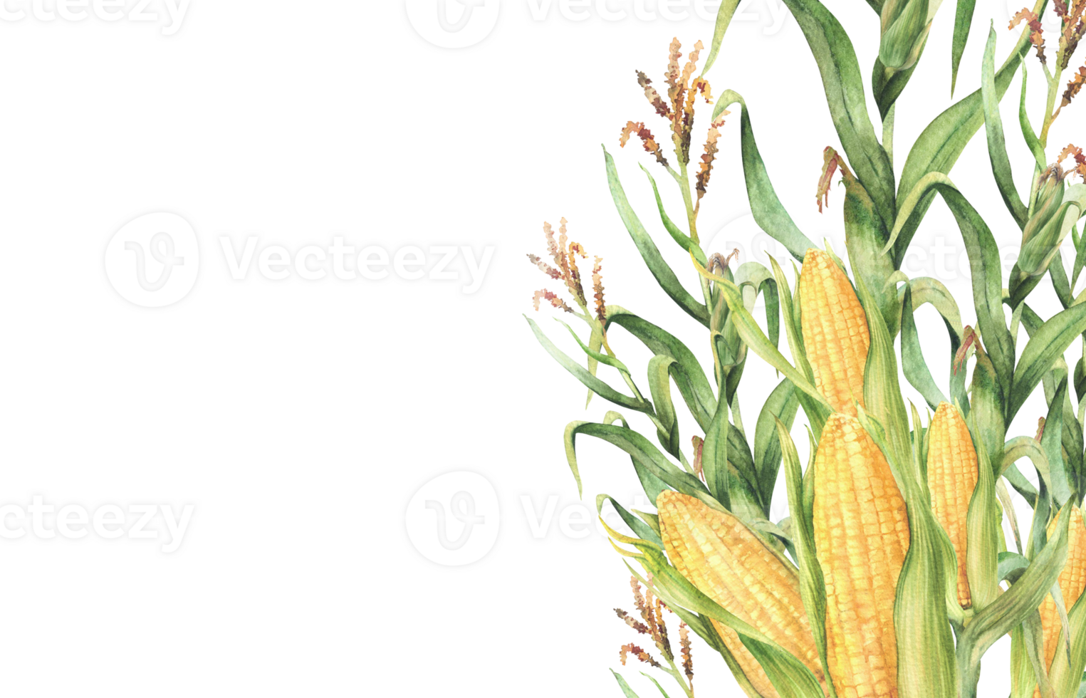 Corn plant. Golden maize stalk with corncob, flowers and green leaves, husks rectangular banner with text space. Botanical watercolor realistic painted isolated illustration for farmer food, oil label png